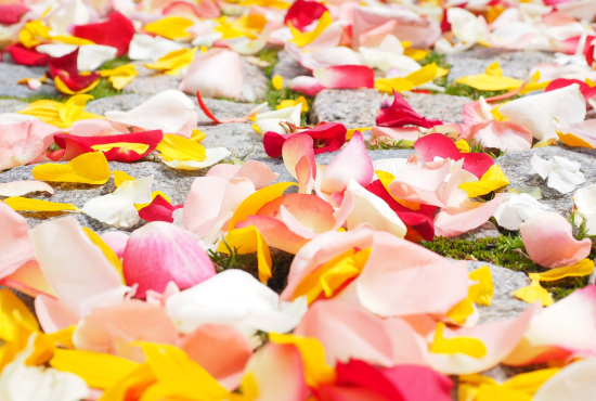 人生を祝福するような色取り取りの花びら